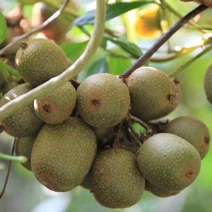 闊葉獼猴桃|闊葉獼猴桃 (Actinidia latifolia) 愛自然